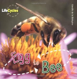 Egg to Bee Book Cover